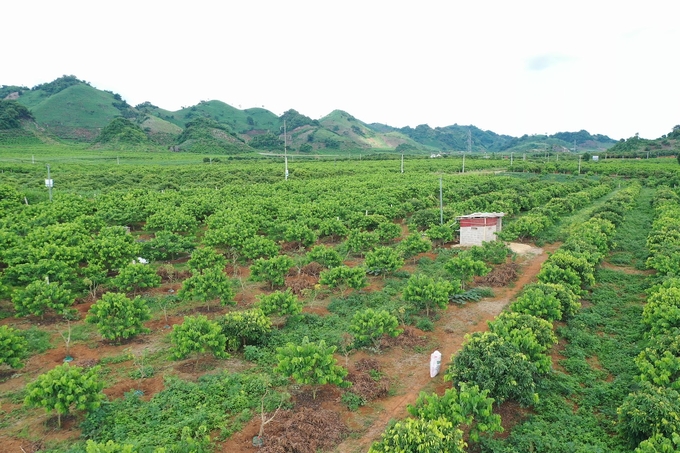 Bạt ngàn na Mai Sơn. Ảnh: Tùng Đinh. 