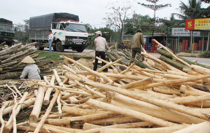 Wood exploitation from planted forests in hilly areas of Le Thuy district. Photo: T.P.