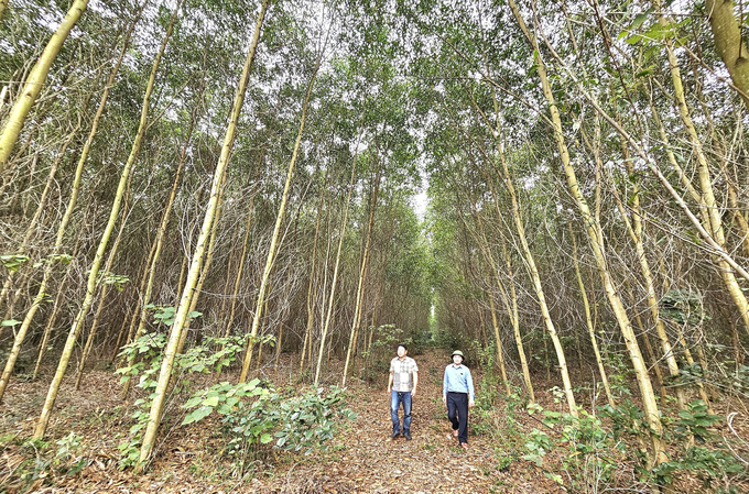 Quang Binh needs to implement solutions to remove barriers to the project on developing large timber forests. Photo: T.P.