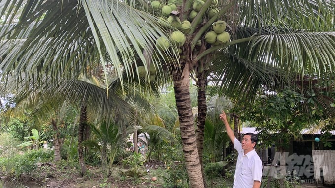 A coconut farmer in Tra Vinh is preparing for the harvest. Photo: Ho Thao.