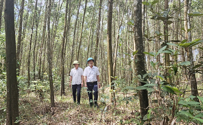 To increase income on the same area, forest growers in Le Thuy shifted to planting large timber forests. Photo: T.P.