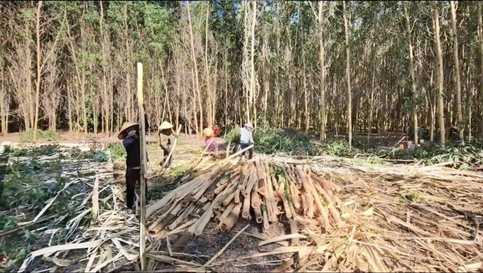 Exploitation of planted forests in the Western region of Quang Binh. Photo: T.P.