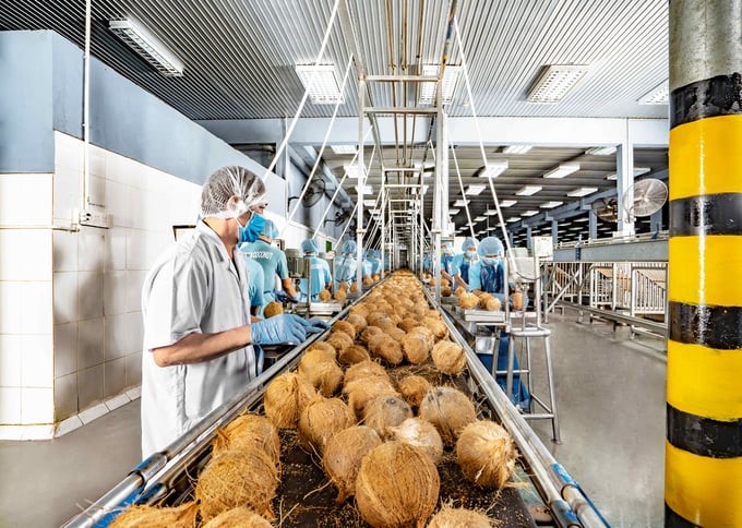 Every month, Luong Quoi Coconut Company purchases 3–5 million organic coconuts. Photo: Minh Dam.