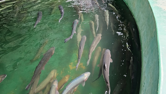 Raising salmon in composite tanks with a circulating water filtration system helps save clean water and limit disease. Photo: H.D.