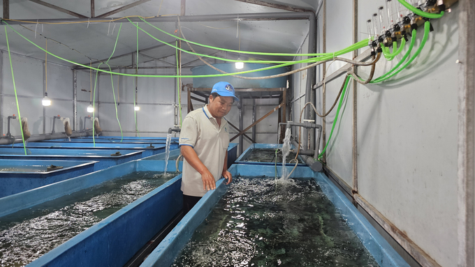 Lao Cai farmers produce sturgeon breeds to be proactive in terms of production. Photo: H.D.