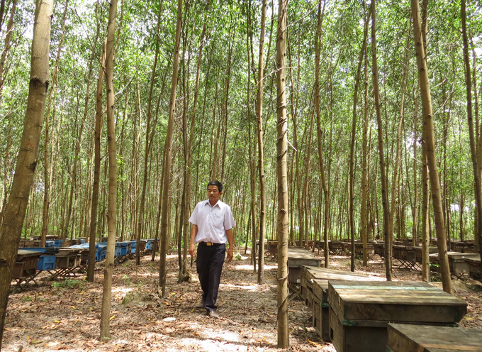 Economically planted forests in the Western region of Le Thuy district. Photo: T.P.