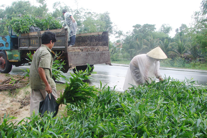 Forest growers pay attention to the quality of seedlings to improve the efficiency of planted forest exploitation. Photo: T.P.