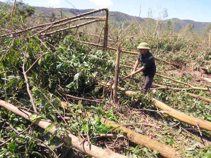 Tuyen Hoa district's planted forests were damaged by storms in 2017. Photo: T.P.