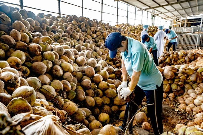 Coconut peeling workers have a stable income. Photo: Minh Dam.