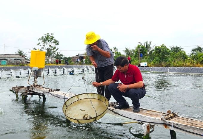 Vùng ĐBSCL được xem là trọng điểm nuôi tôm của cả nước hiện nay. Ảnh: Minh Khương.