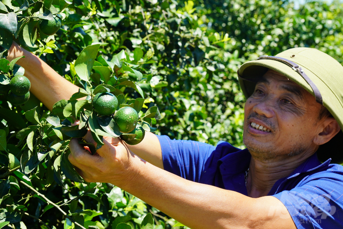 Quýt Thái Lan hứa hẹn cho vụ mùa bội thu. Ảnh: Quốc Toản.