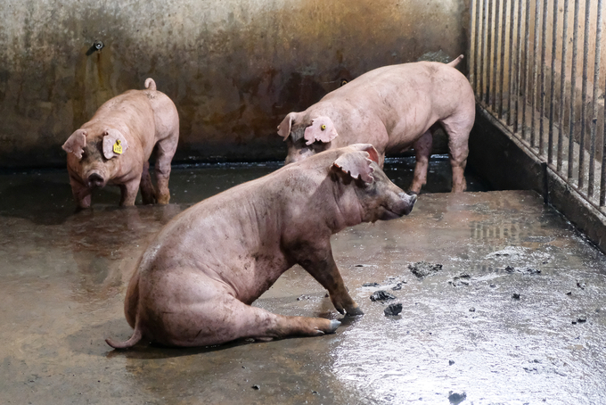 Livestock products will be supported for market development. Photo: Tung Dinh.