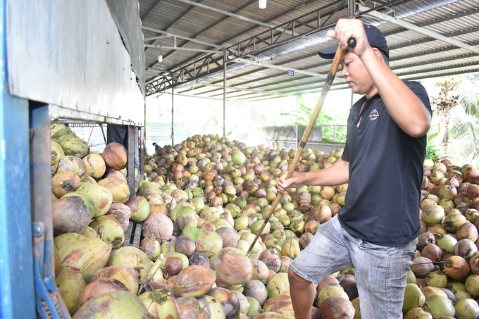 Đầu tư khoa học công nghệ cho ngành hàng dừa, Bến Tre thu về 400 triệu USD mỗi năm. Ảnh: Minh Đảm.