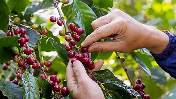 Update on latest coffee prices globally and domestically on 08/07/2024