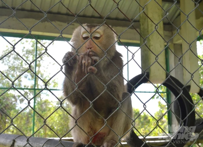 Many wild animals that were illegally hunted, traded, and fortunately rescued are being raised and rescued at U Minh Thuong National Park before being released into the wild. Photo: Trung Chanh.