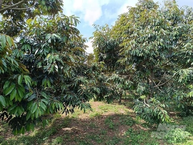 A durian farm in Kon Tum province. Photo: Hai Tien.