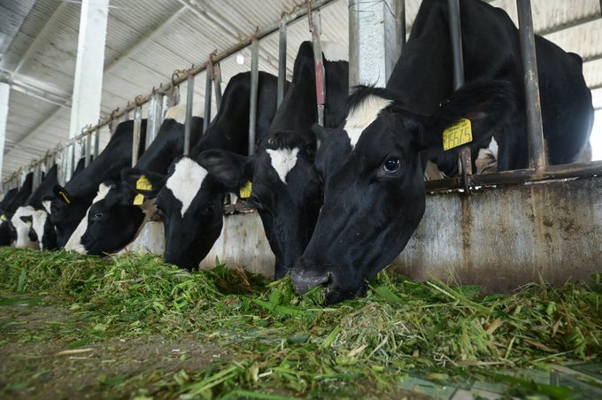 Lam Dong is a locality with a large number of dairy cows in the country. Photo: Tung Dinh.