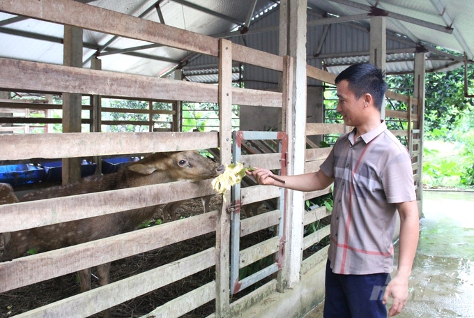 Theo anh Đỗ Văn Chi, hươu là loài vật dễ nuôi, mang lại hiệu quả kinh tế cao. Ảnh: Trung Quân.