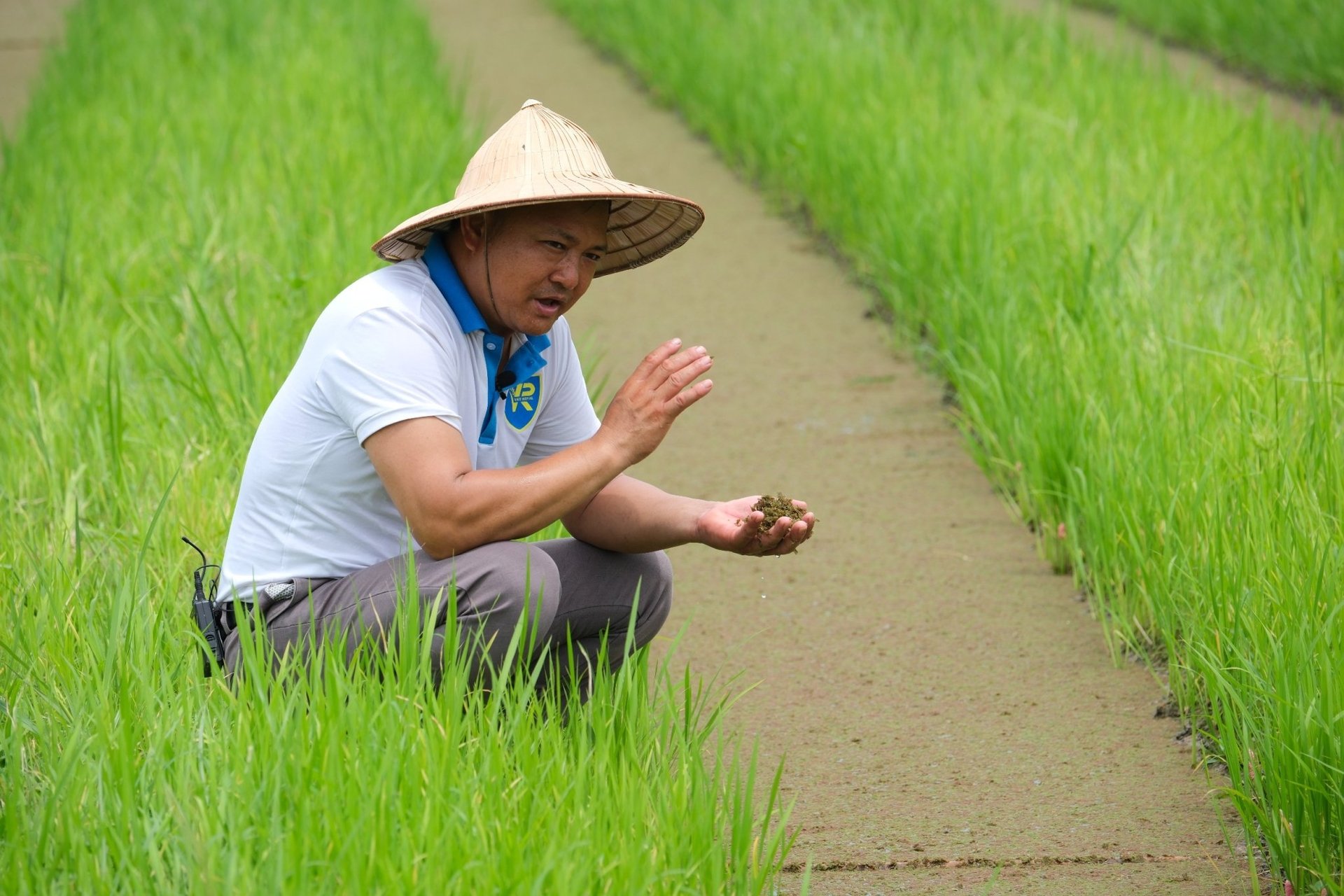 Mô hình bèo hoa dâu của HTX rau an toàn Vân Hội xanh, huyện Tam Dương, tỉnh Vĩnh Phúc. Ảnh: Quỳnh Chi.