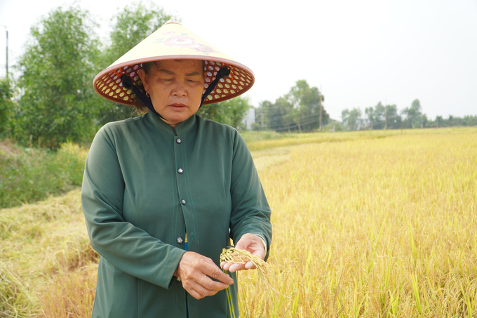 Quyền kiểm soát, ra quyết định của phụ nữ trong nông nghiệp sẽ giảm đi khi các doanh nghiệp nông nghiệp phát triển. Ảnh: Kim Anh.