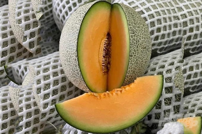 Mô hình trồng dưa lưới trong nhà màng hứa hẹn mở ra nhiều cơ hội phát triển cho nông dân vùng rú cát Quảng Thái. Ảnh: Công Điền.
