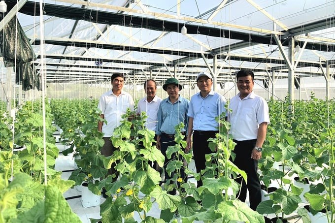 The leader of the Department of Agriculture and Rural Development of Thua Thien-Hue province and the local government visited Mr. Tran Trong's high-tech cantaloupe growing model. Photo: Cong Dien.