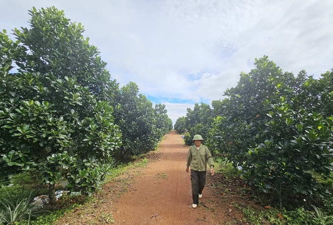 Diem's red-fleshed jackfruit garden yielded its first main harvest. Photo: Tam Phung.