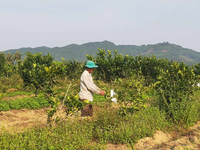 Vườn ổi lê trồng theo hướng hữu cơ của ông Nguyễn Ngọc Thường ở đội 5, thôn Kim Sơn, xã Ân Nghĩa (huyện Hoài Ân, Bình Định). Ảnh: V.Đ.T.