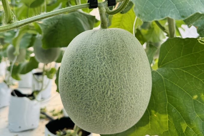 Mr. Trong's membrane house mainly grows Dong Phong cantaloupe, Ichiba cantaloupe, and Kim Hoang Hau honeydew melon. Photo: Cong Dien.