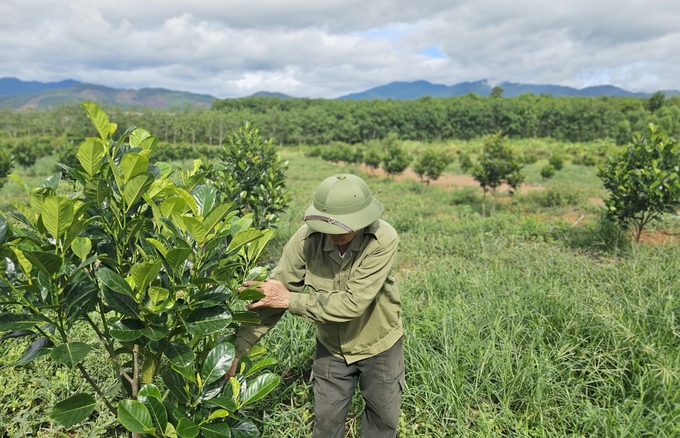 The newly planted jackfruit garden has taken root on the hillside. Photo: Tam Phung.