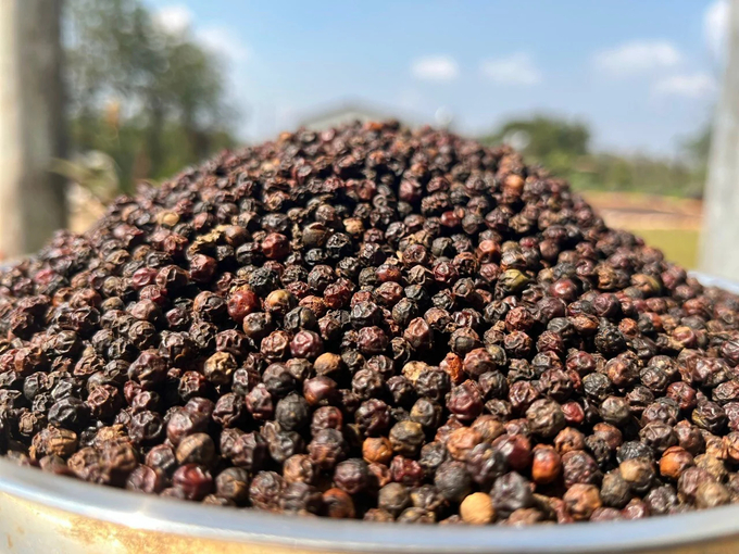 Pepper supply is limited in the last months of this year. Photo: Son Trang.