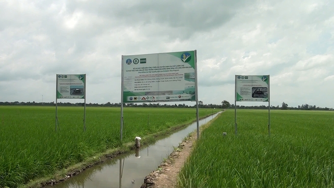 Mô hình canh tác lúa thông minh đang cho hiệu quả kinh tế cao. Ảnh: Hồng Huệ.