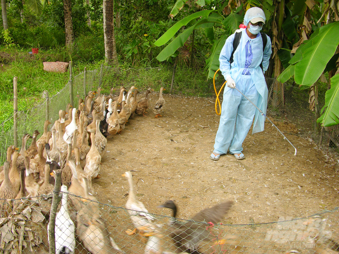 Veterinary staff in communes and towns in Tam Nong district sprayed disinfectants to cleanse the environment and distributed Benkocid to livestock farmers so they could spray on their own barns. Photo: Le Hoang Vu.