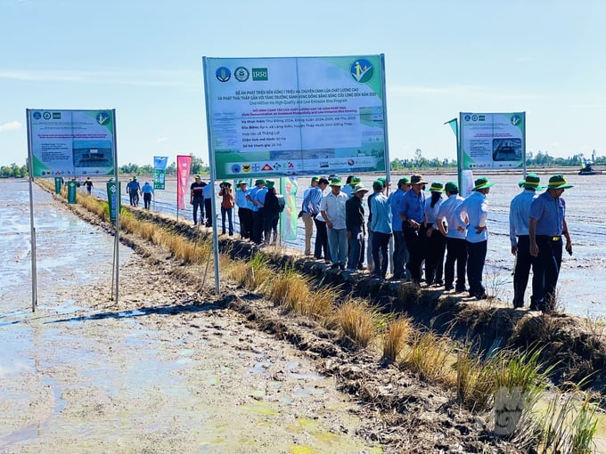 In 2024, the entire province of Dong Thap registered to participate in the 1 million hectares of high-quality rice project with an area of 28,000 hectares, nearly 70,000 hectares in 2025, and up to nearly 162,000 hectares by 2030. Photo: Le Hoang Vu.