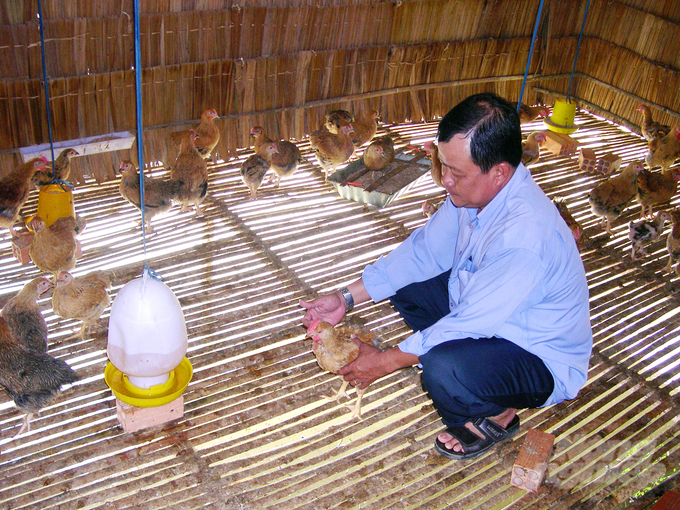 Tam Nong has few outbreaks of livestock diseases thanks to veterinary staff regularly going to each commune to inspect the disease situation and actively urging vaccination of livestock and poultry. Photo: Le Hoang Vu.