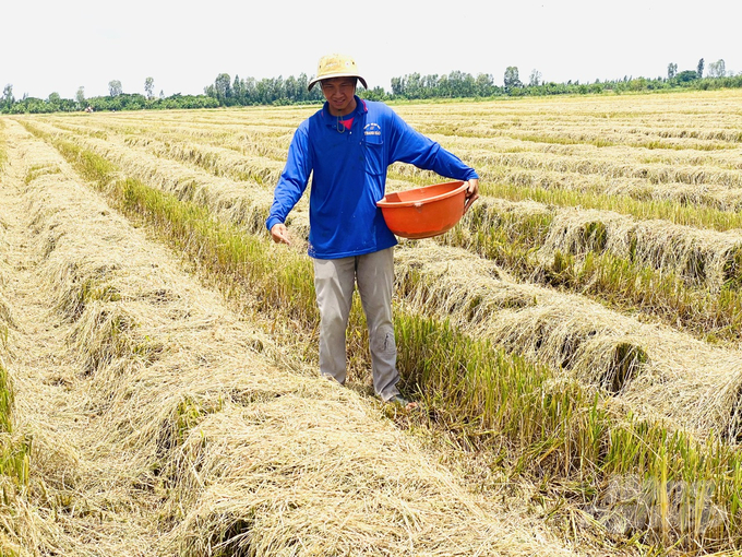 Nông dân xử lý chế phẩm vi sinh để phân hủy rơm rạ trên đồng ruộng, từ đó tạo thành phân hữu cơ phục vụ lại cho cây trồng. Ảnh: Lê Hoàng Vũ.