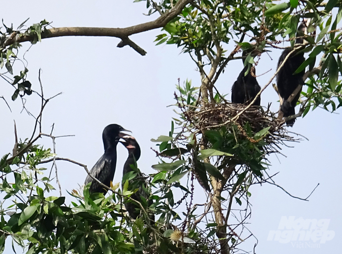 Tram Chim National Park has proposed practical measures to prevent avian influenza from entering the park and harming flocks of birds, storks and other rare animals. Photo: Le Hoang Vu.