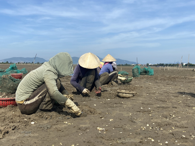 Anh Dương Thế Võ (thôn Tân Phong, xã Đỉnh Bàn, huyện Thạch Hà) phải thuê thêm lao động địa phương để kịp thu hoạch nghêu. Ảnh: Nguyễn Hoàn.