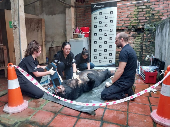 The bear is anaesthetized and has a clinical examination in the kitchen.