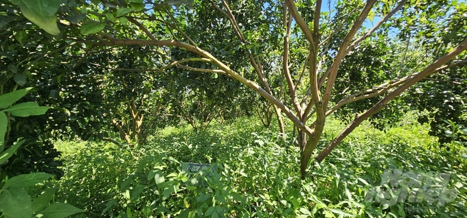 Natural vegetation in the garden helps protect the roots, creates a favorable environment for beneficial microorganisms and nemesis of pests to develop, and effectively prevents soil erosion. Photo: Quoc Toan.