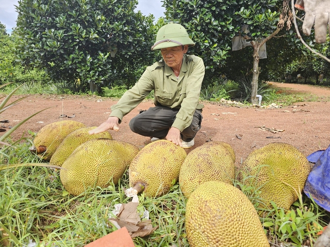 Mít ruột đỏ được thương lái mua tại vườn với giá 20 ngàn đồng mỗi kg. Ảnh: Tâm Phùng.