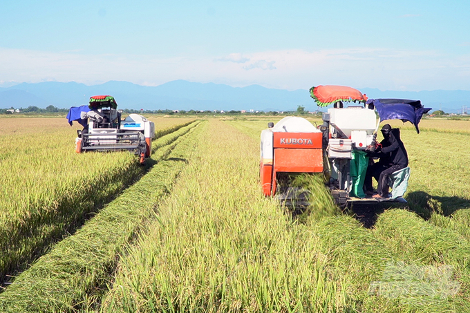 Tại Quảng Trị, lúa TBR97 cho năng suất 68 - 70 tạ/ha trong vụ hè thu 2024. nong duoc viet nam