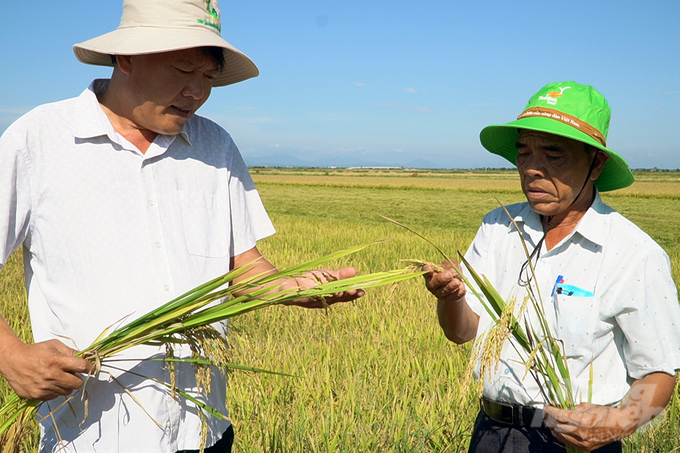 Với thời gian sinh trưởng ngắn; năng suất, chất lượng cao; chi phí đầu tư thấp, TBR97 đã chiếm được niềm tin của nông dân Quảng Trị. Ảnh: Võ Dũng.