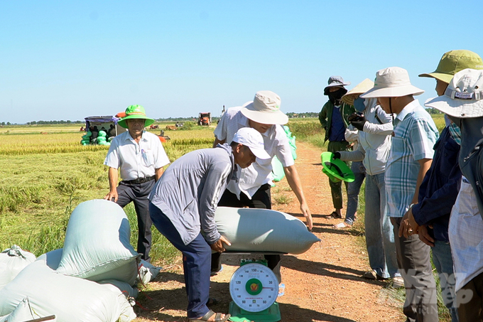 Liên kết với Trung tâm Giống nông nghiệp Quảng Trị, nông dân bán lúa tươi ngay tại chân ruộng. Ảnh: Võ Dũng.