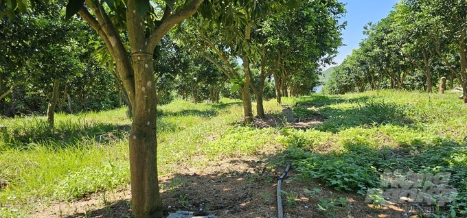 The Canh orange and Thai tangerine gardens are grafted onto Dien grapefruit roots, so the trees grow very strongly, are resistant to pests and diseases, give very high yield and produce quality fruit. Photo: Quoc Toan.