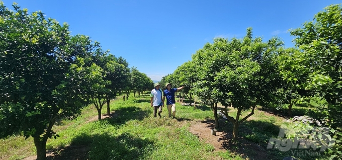 Du's Canh orange hill is always lush and lively, promising a high yield at the end of this year. Photo: Quoc Toan.