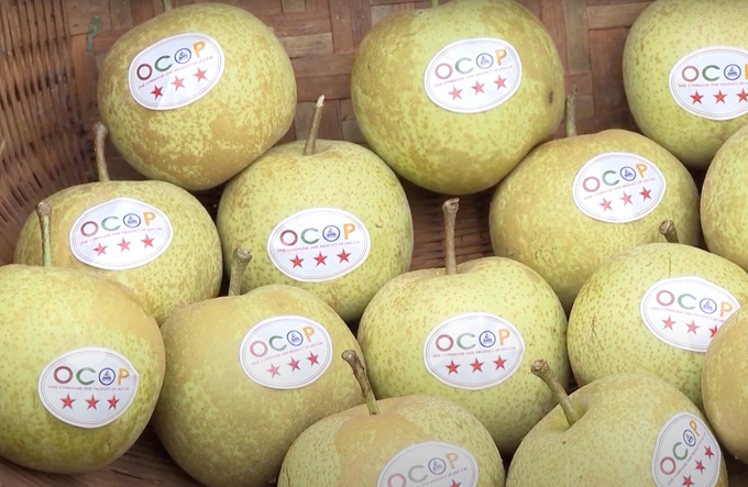 3-star OCOP Si Ma Cai pears from Lao Cai. Photo: Hai Dang.