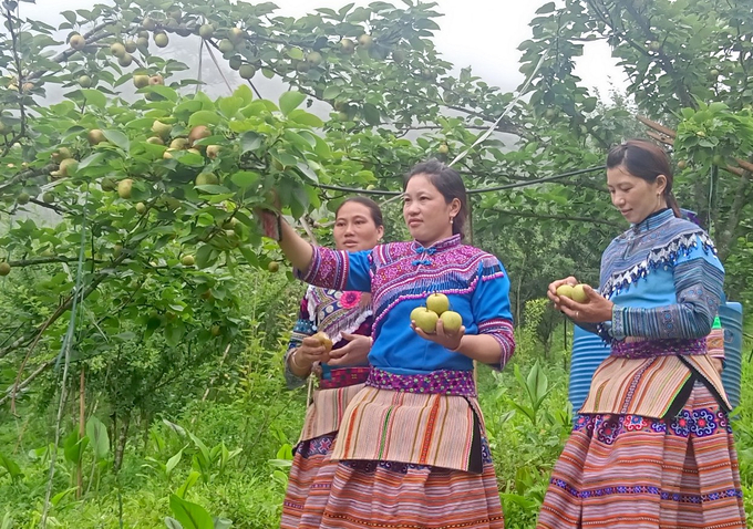 Pear brings a more prosperous life to ethnic minorities in Si Ma Cai (Lao Cai). Photo: Hai Dang.