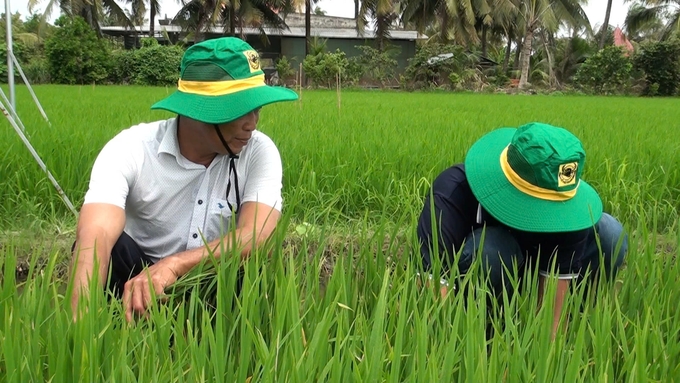 Mô hình canh tác lúa thông minh đang được nhà nông hưởng ứng tham gia. Ảnh: Hồng Huệ.