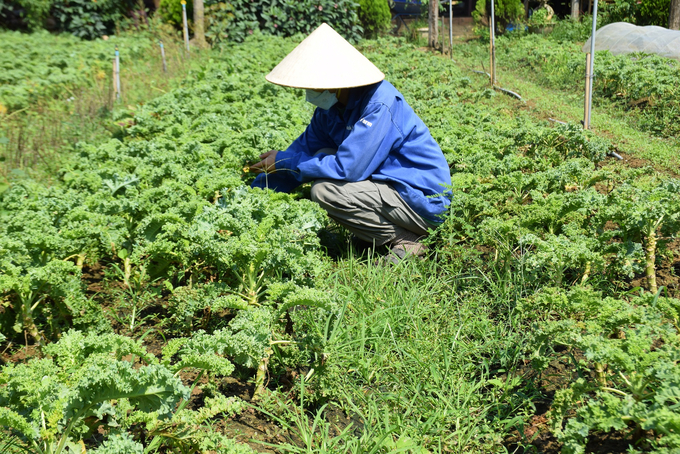 Sản phẩm của trang trại rau hữu cơ Yuuki Farm ở xã Nhơn Hậu (thị xã An Nhơn, Bình Định) chuẩn bị thu hoạch. Ảnh: V.Đ.T